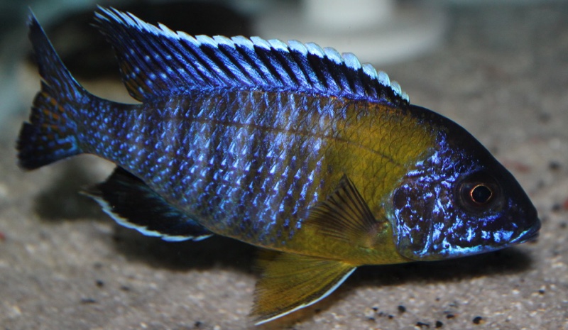 Aulonocara stuartgranti 'Chitimba Bay (Shallow)'